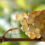Tropic Rivesaltes