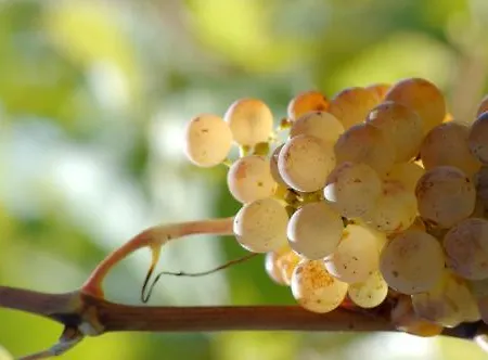 Tropic Rivesaltes